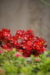 exterior-flors-02  